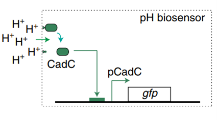 fig2