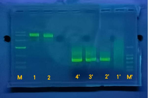 fig2-3-1b image