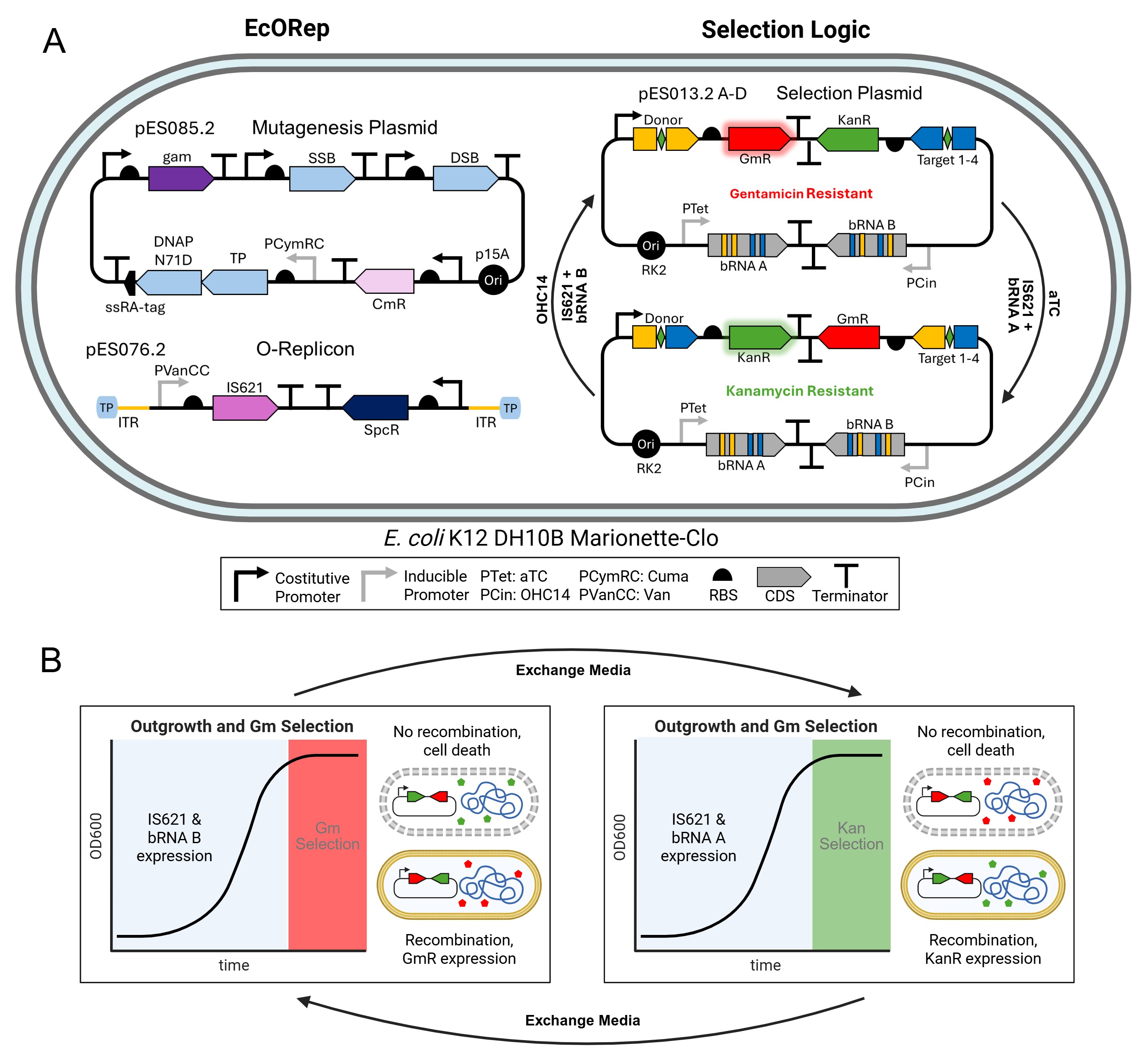 Color_coded_Whole_Cell_View