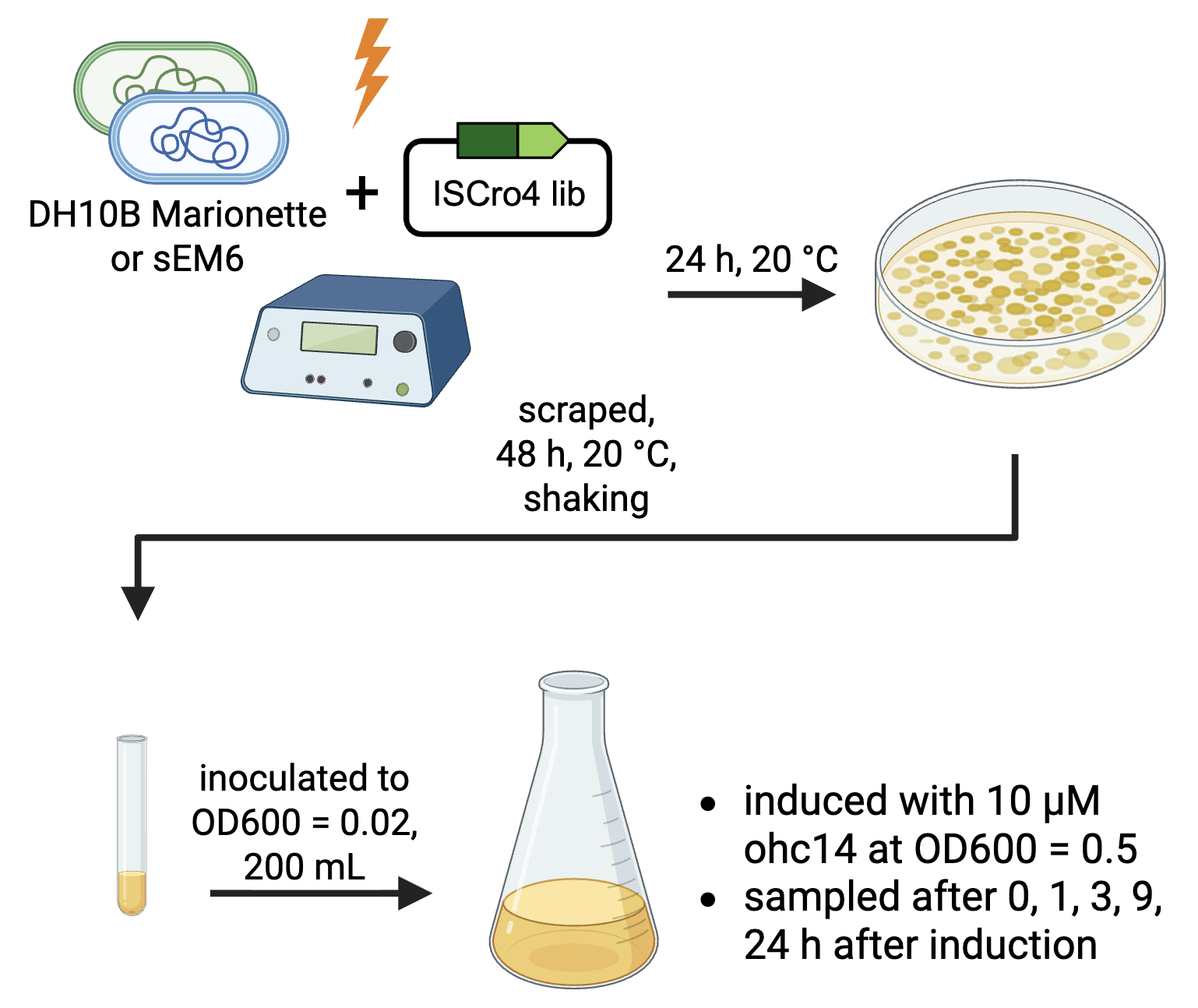 DML Assay