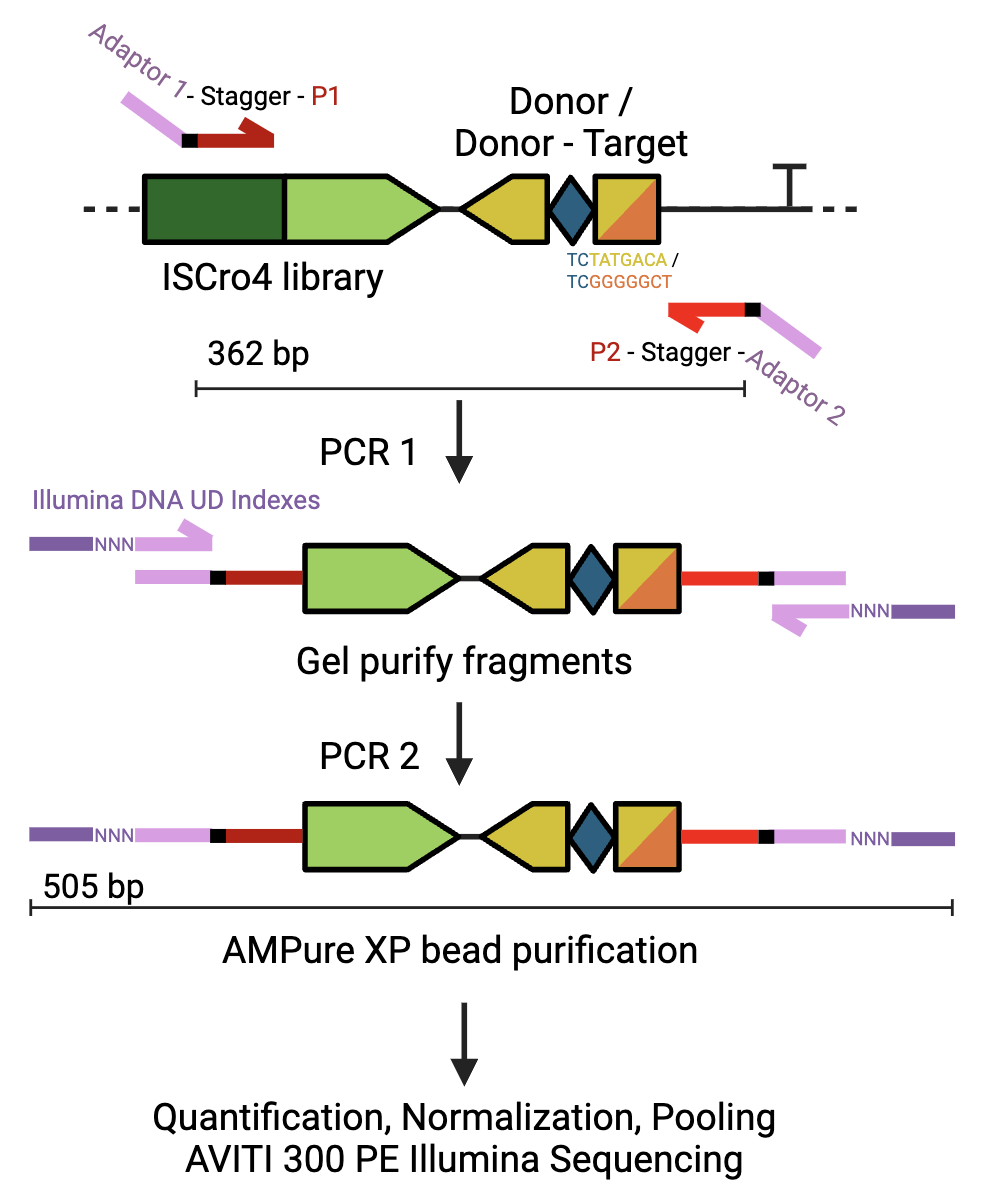 DML Illumina Perparation