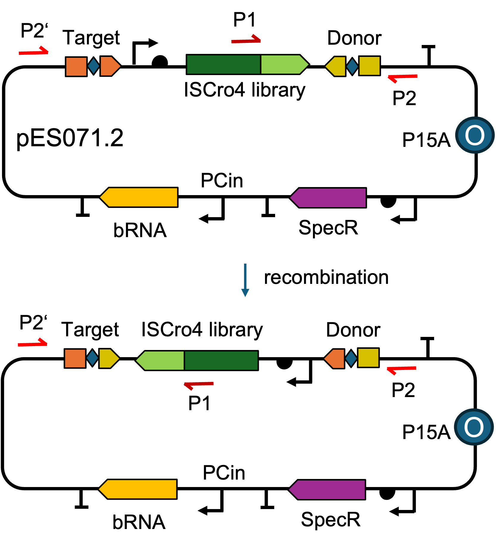 DML Plasmid