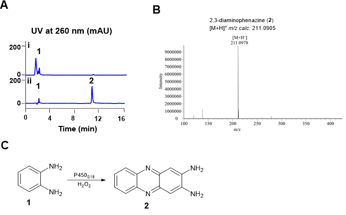 Figure 2. In vitro characterization of P450S18 toward OPD (1).