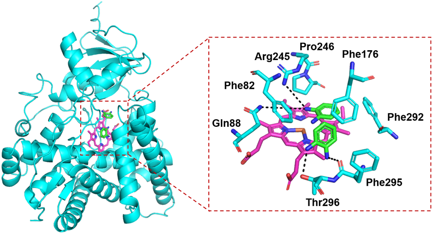 Figure 3. Binding modes of the P450S18 with OPD (1).