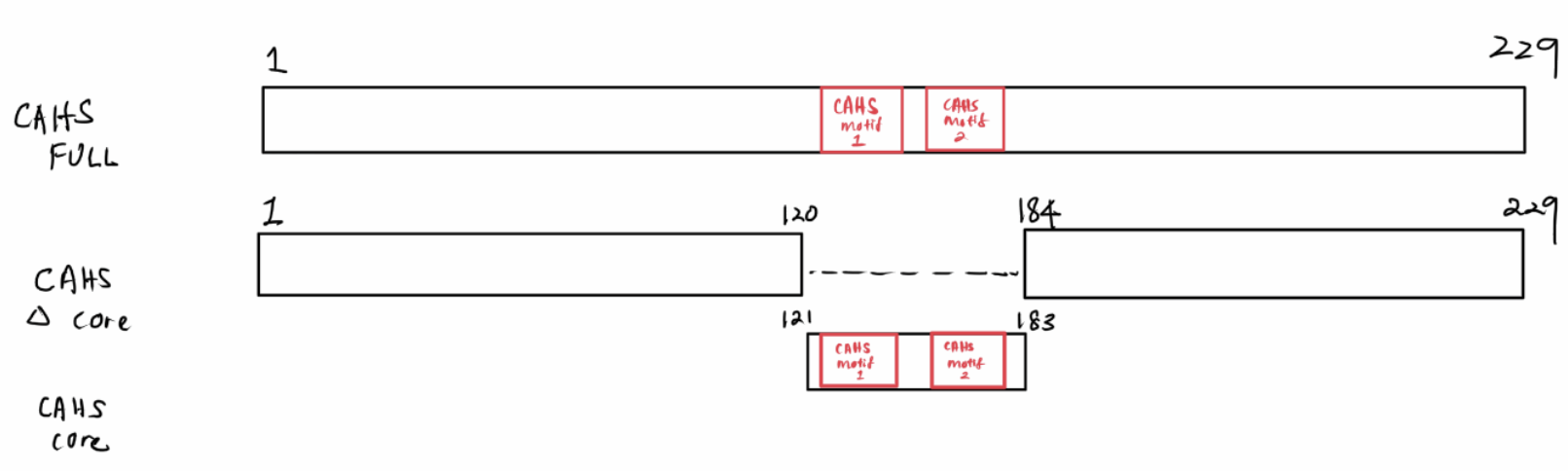 CAHS core and motif 1 schematic