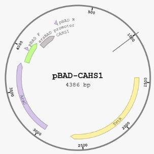 CAHS expression plasmid map