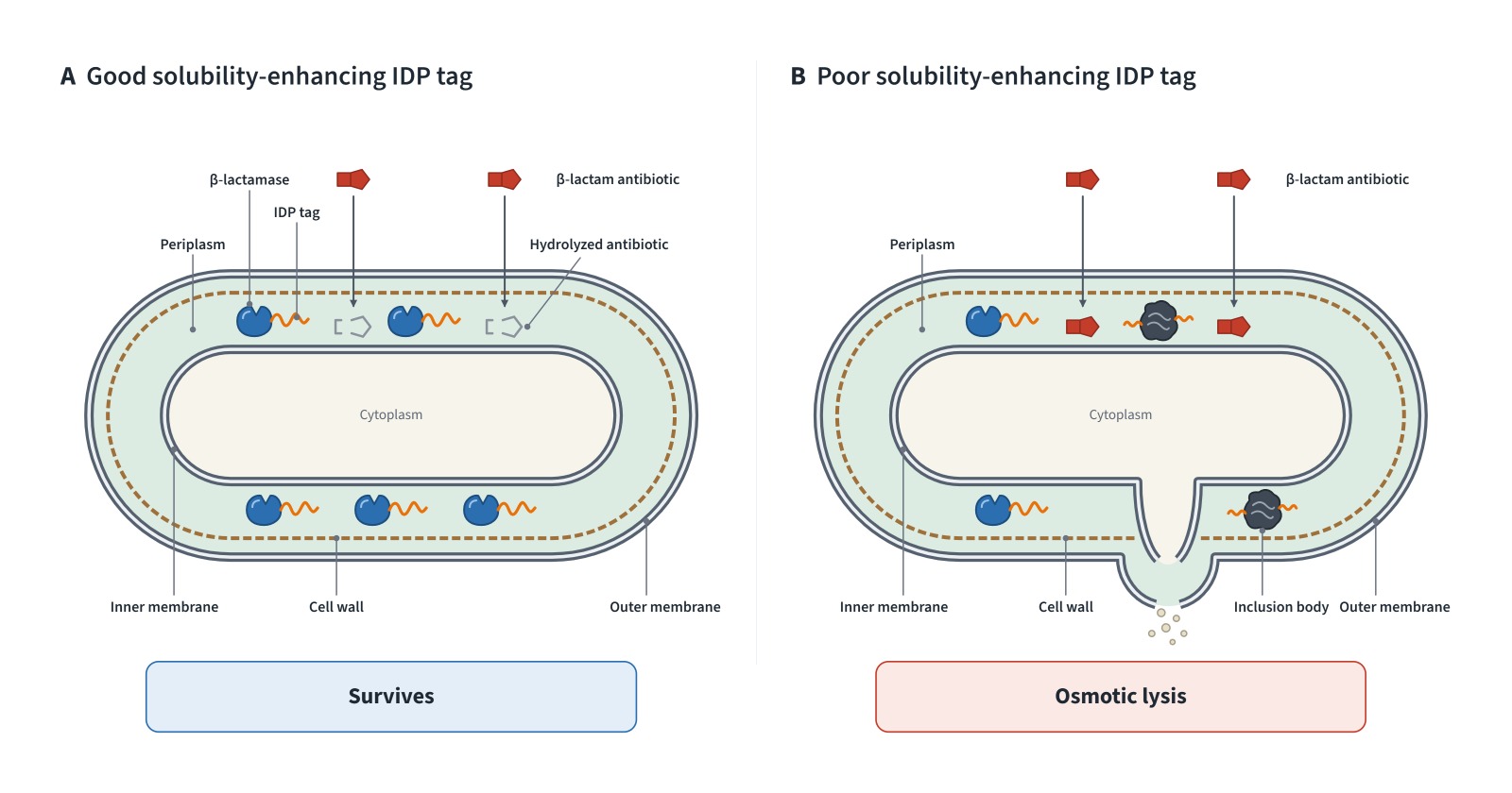 carbenicillin selection workflow