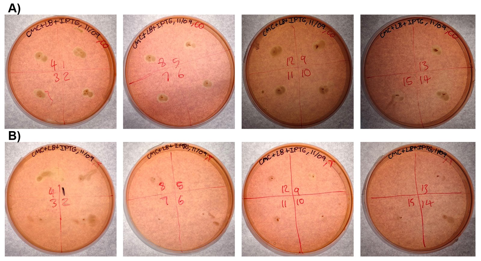 Real Congo red assay plate from the lab, showing clearing halos around mutant CxnA colonies