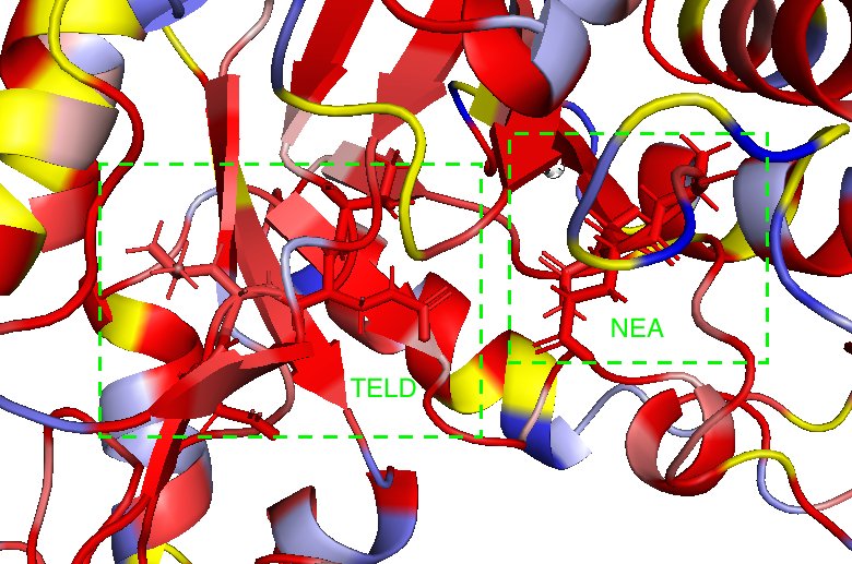 Cex structure coloured by evolutionary conservation (ConSurf), with the NEA and TELD catalytic motifs boxed in green
