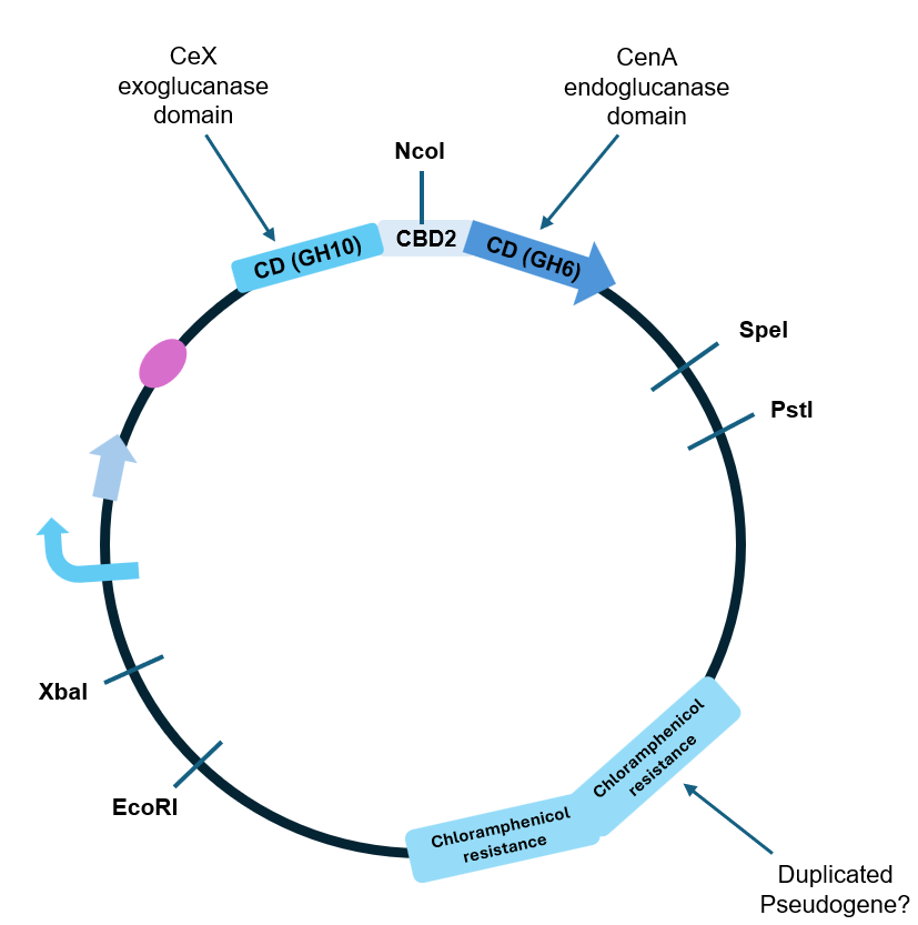 Plasmid map of the CxnA construct, showing the Cex (GH10) and CenA (GH6) domains, restriction sites, and the duplicated chloramphenicol-resistance region