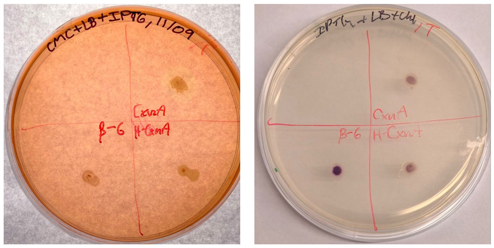 Control plates for the Congo red (left) and X-gluc (right) screens, comparing a known beta-glucosidase, wild-type CxnA, and a non-functional His-tagged CxnA