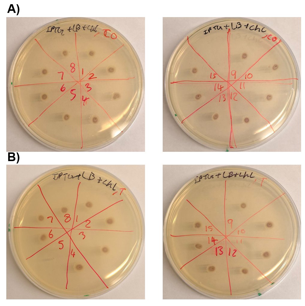 X-gluc assay plates for codon-optimised and native CxnA mutant colonies