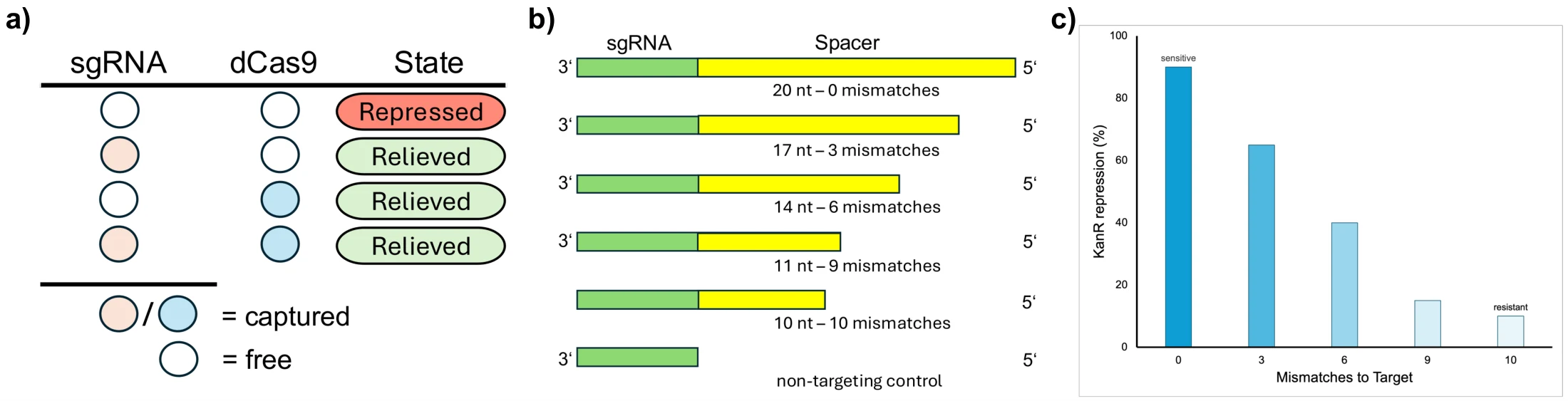 Principle, sgRNA variants and KanR repression