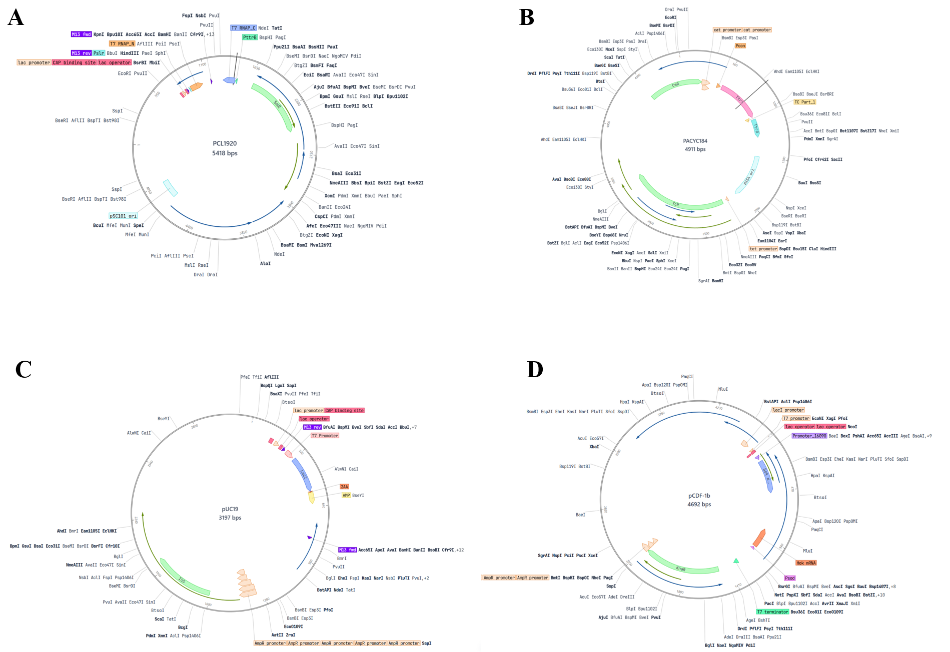 Figure 2. Plasmid maps for the proposed system. The promoter assignments require reconciliation with the final construct sequences.
