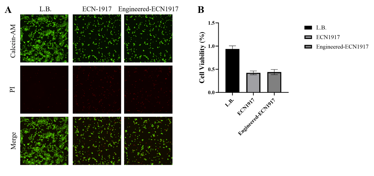 Figure 5. Calcein-AM/PI images and CCK-8 assay in L-929 cells.