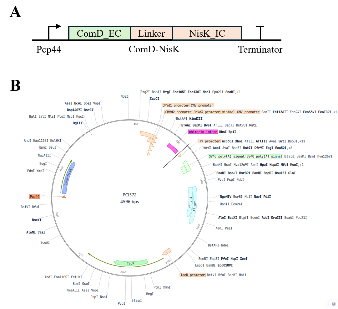 Protocol figure