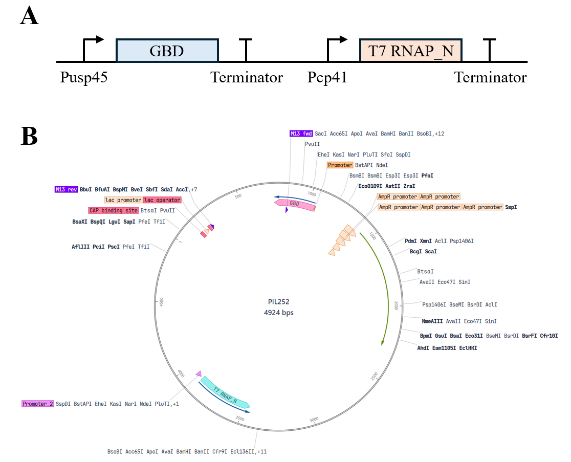 Protocol figure