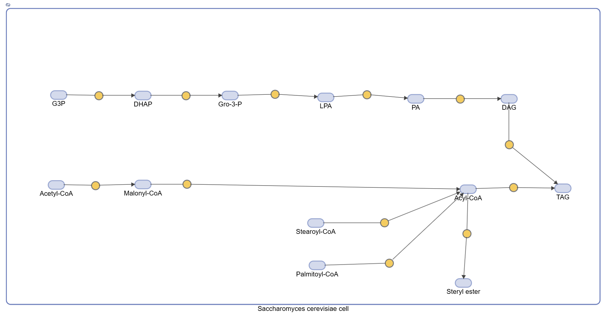 Figure 1: Schematic diagram of the fatty acid synthesis pathway within S. cerevisiae.