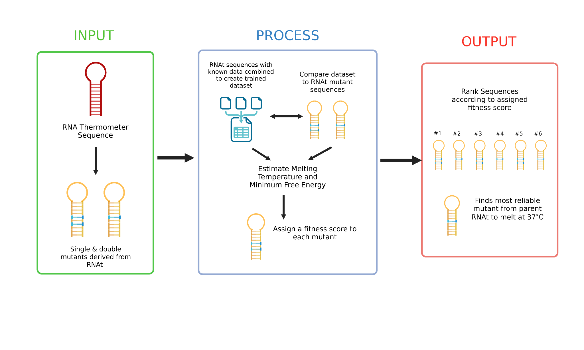 Figure 1: Overview of the machine learning model for RNA thermometer optimization. The model evaluates a library of single and double mutants derived from a parent sequence against a trained thermodynamic dataset, outputting a ranked list of candidate variants to identify the most reliable sequence engineered to melt at 37°C.