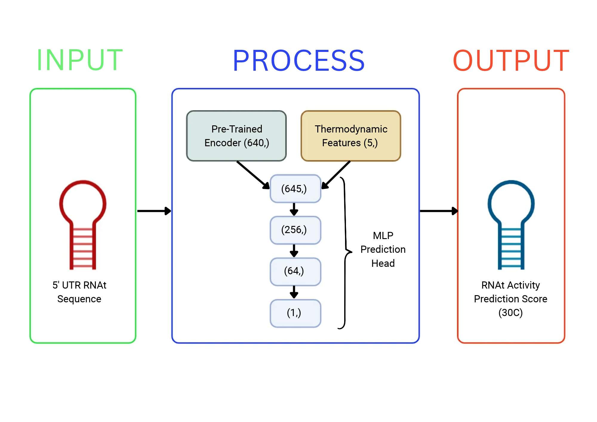 Figure 1: Overview of the hybrid model pairing pretrained RNA language model embeddings with ViennaRNA thermodynamic features to predict 5' UTR biological activity. The model evaluates an individual RNAt's sequence through a prediction head built on a pre-trained RNA encoder and additional thermodynamic features, outputting an activity prediction score.