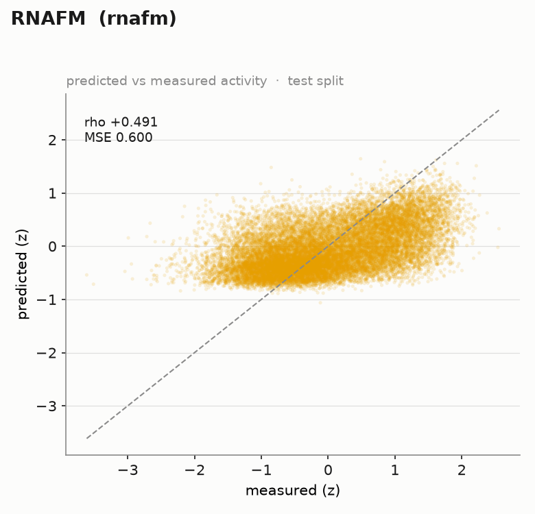 RNA-FM (rho = +0.491, MSE = 0.600)