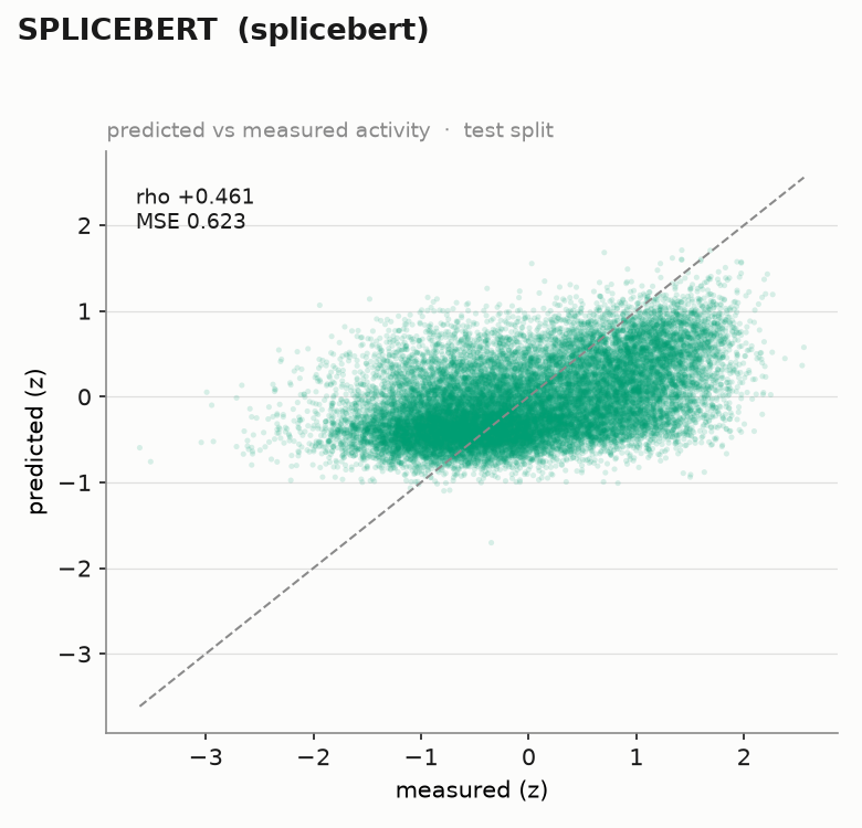 SpliceBERT (rho = +0.461, MSE = 0.623)
