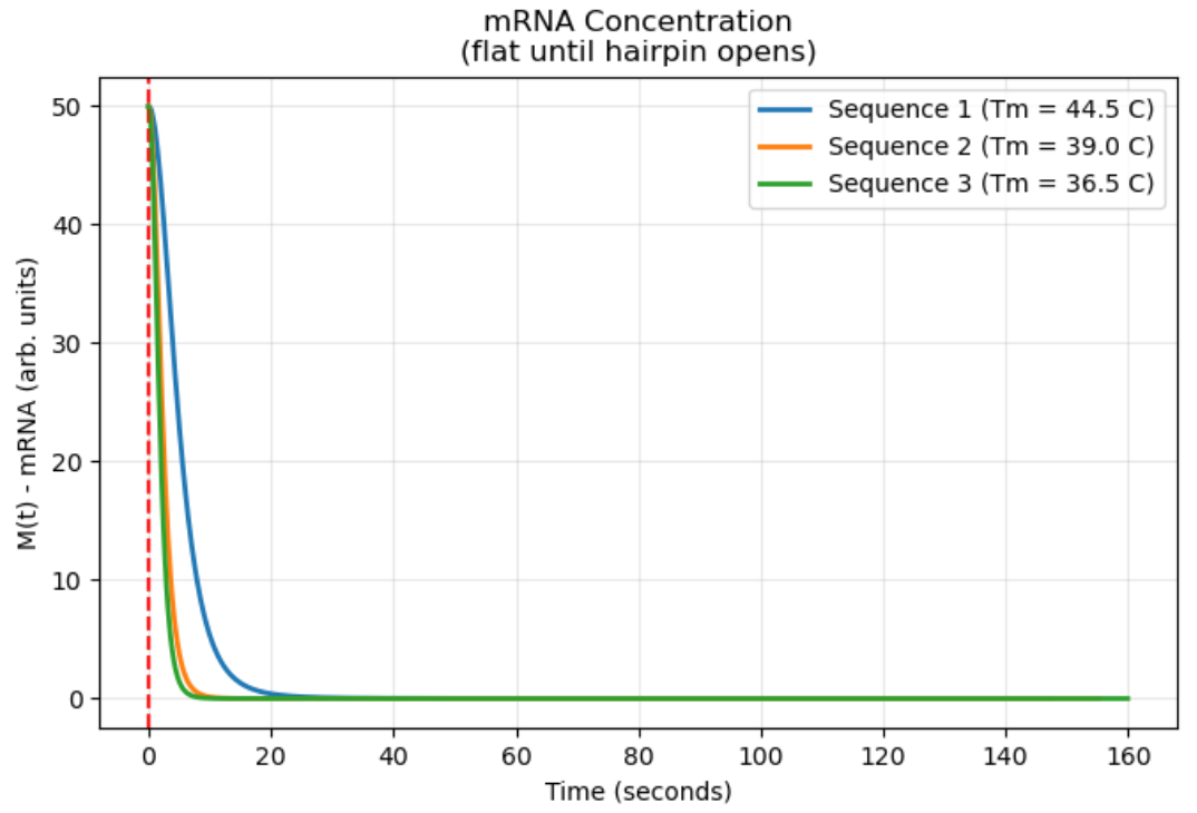 Figure 1: mRNA Concentration During Hairpin Transition