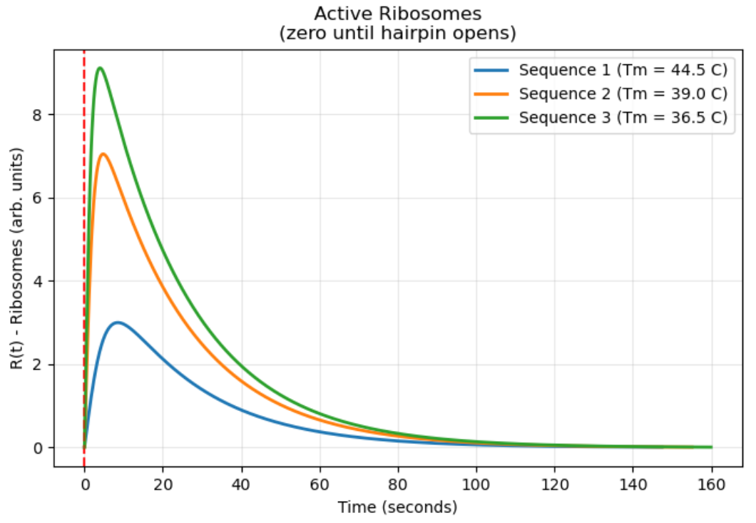 Figure 2: Active Ribosome-mRNA Complexes