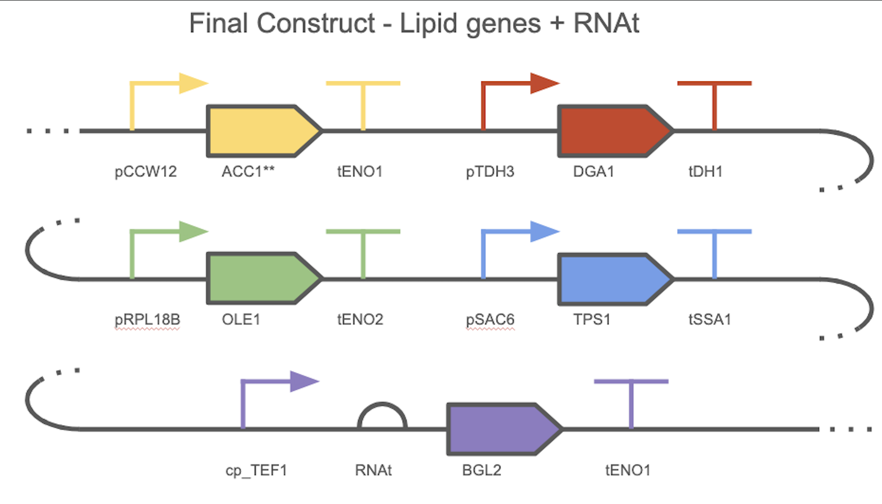 Final Construct