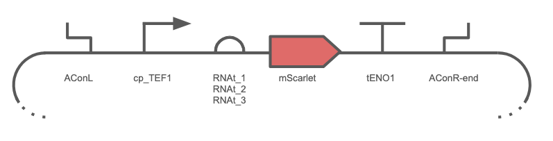 RNAt Constructs