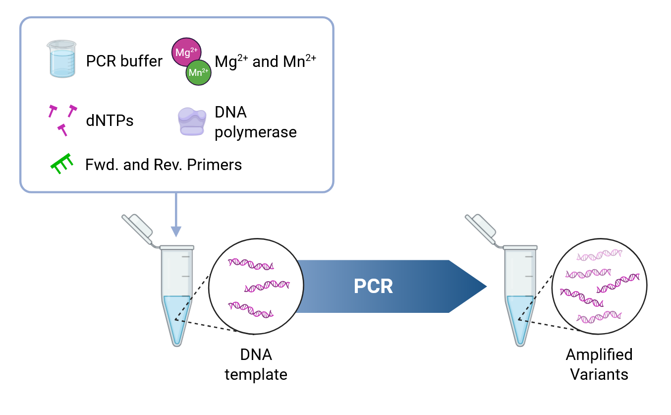 Error-prone PCR reaction components: buffer, magnesium and manganese ions, dNTPs, DNA polymerase and primers, amplifying a DNA template into variants