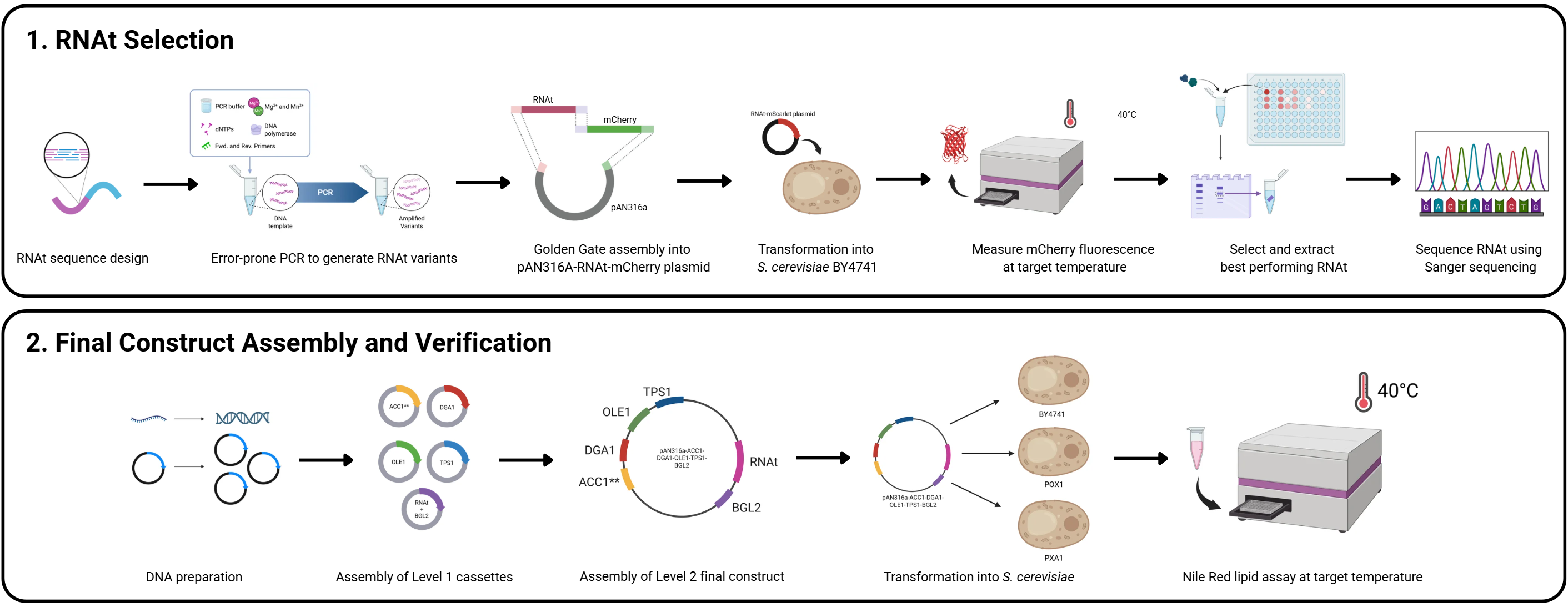 Overall experimental workflow: RNAt selection, then final construct assembly and verification
