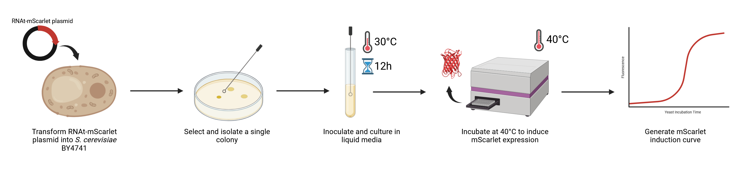 RNAt-mScarlet screening: transform into BY4741, isolate a colony, culture at 30 Β°C, induce at 40 Β°C, and record the induction curve