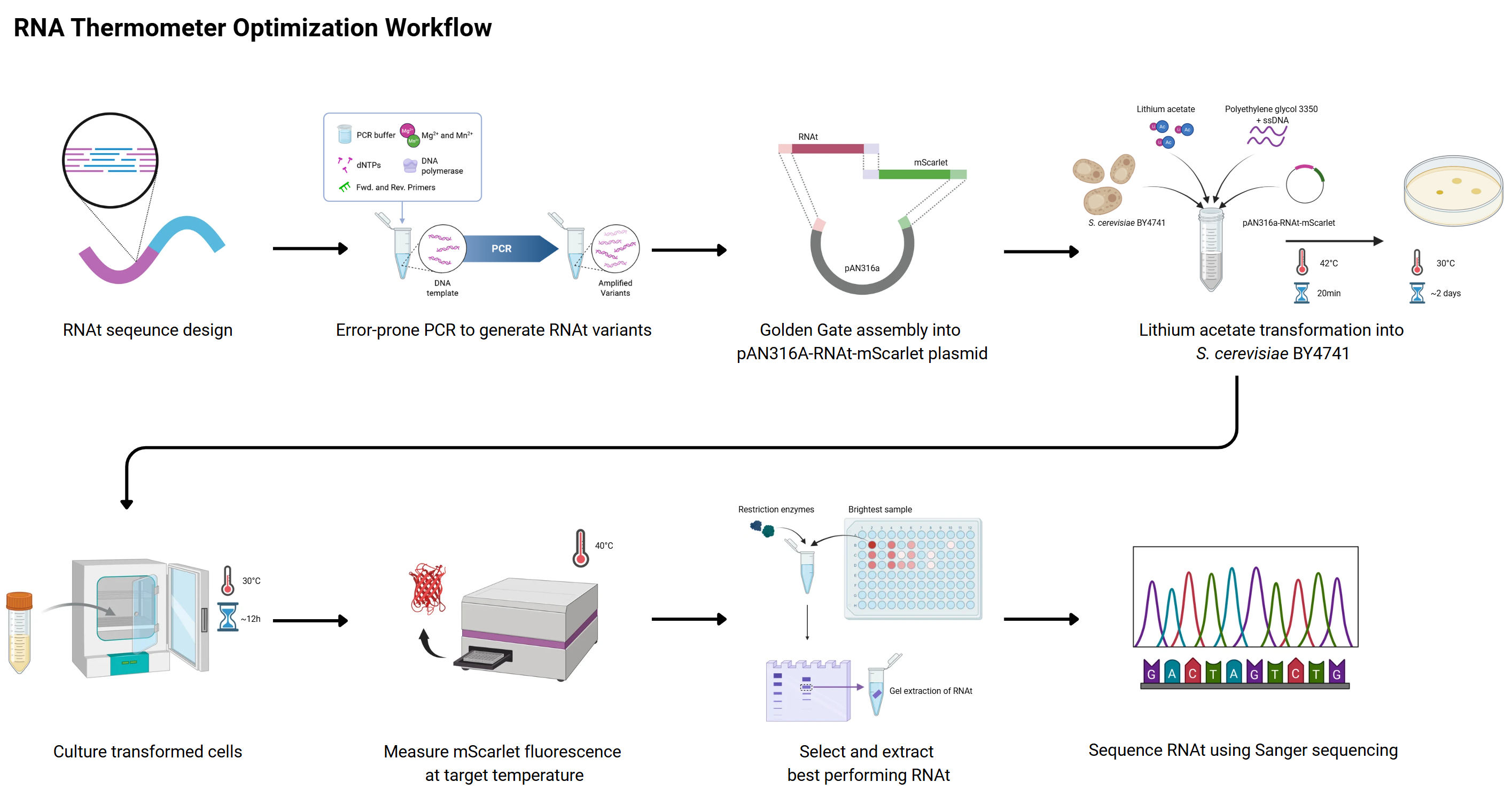 RNA thermometer optimization workflow from sequence design and error-prone PCR through Golden Gate assembly, lithium acetate transformation, fluorescence screening and Sanger sequencing