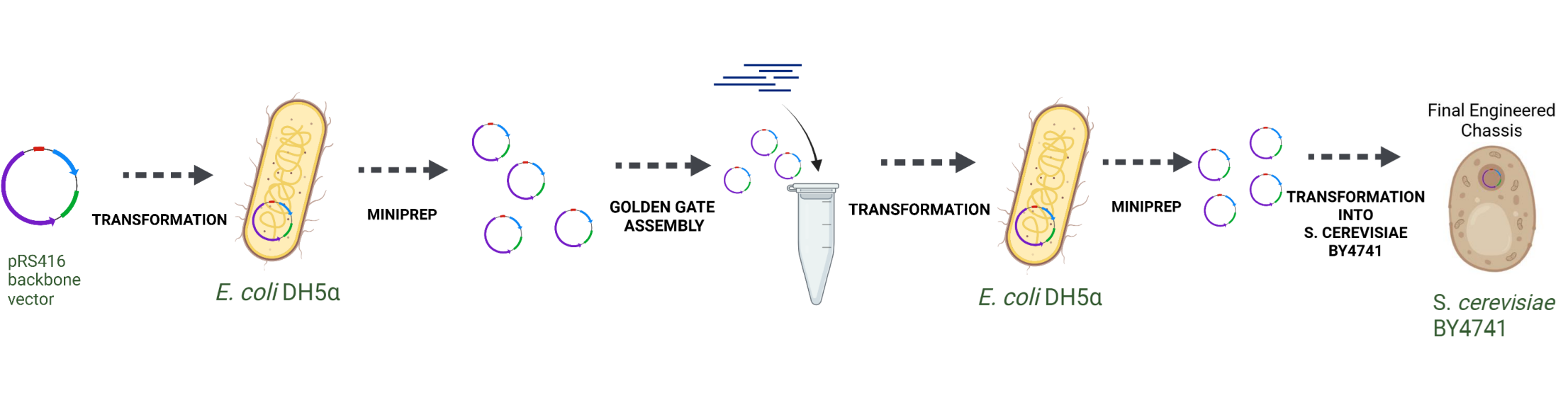 Backbone vector transformed into E. coli DH5Ξ±, miniprepped, Golden Gate assembled, retransformed, then moved into S. cerevisiae BY4741