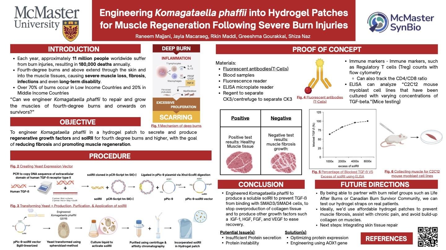 Engineering Komagataella phaffii into Hydrogel Patches for Muscle Regeneration Following Severe Burn Injuries