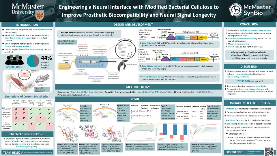 Engineering a Neural Interface with Modified Bacterial Cellulose to Improve Prosthetic Biocompatibility and Neural Signal Longevity
