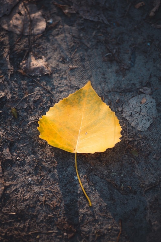 Yellow leaf on dark ground