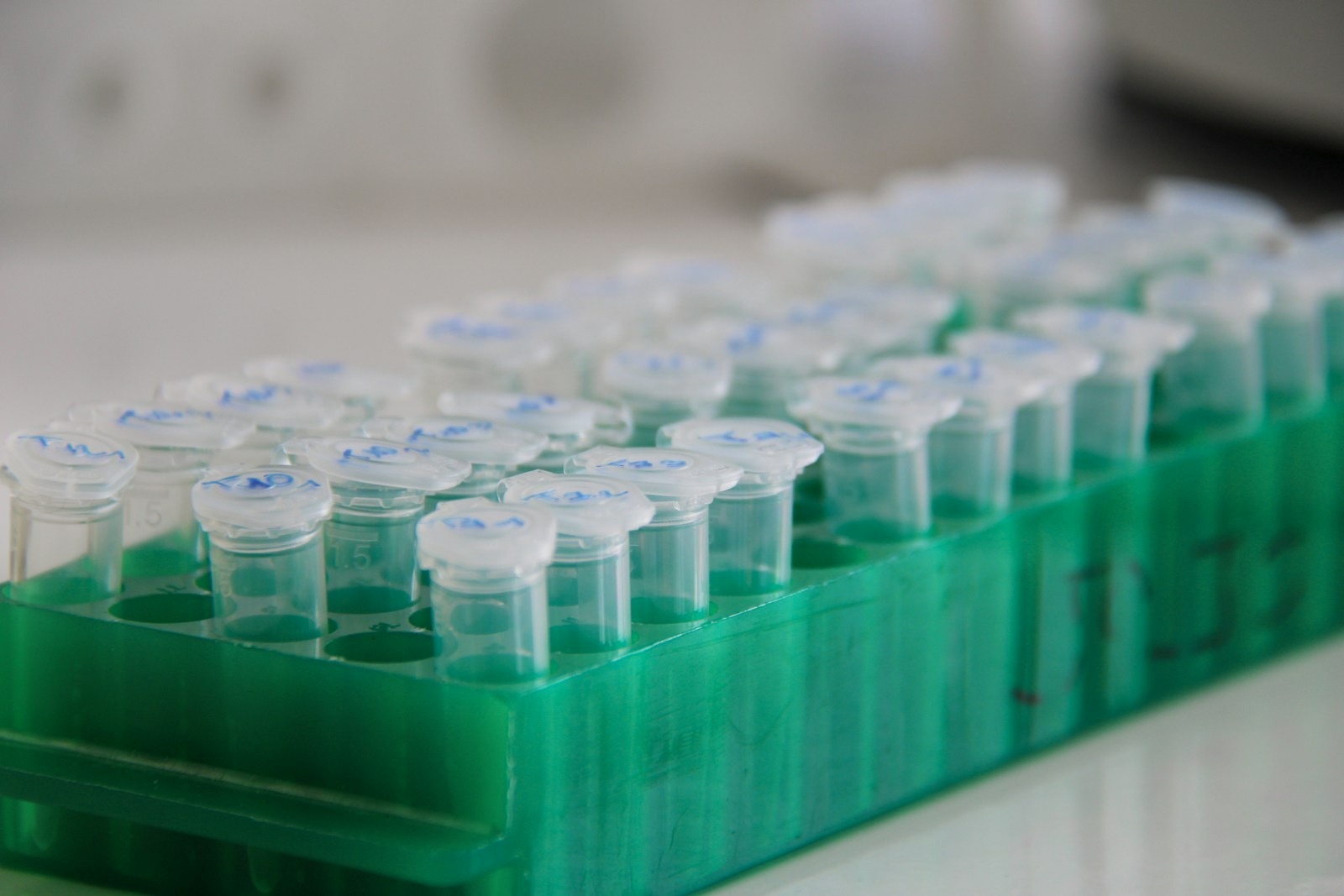 Laboratory tubes in a rack