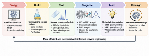 Bottleneck-guided Design–Build–Test–Diagnose–Learn–Redesign cycle for mechanism-informed enzyme engineering. Computational design generates candidate mutations and associated mechanistic hypotheses, which are converted into enzyme variants during the Build stage and evaluated experimentally through PET-film hydrolysis and product analysis. Rather than returning directly from Test to another round of sequence optimization, the workflow introduces an explicit Diagnose step in which MD and PRS analysis evaluate access to reaction-ready configurations, while quantum-chemical and DIAS calculations interrogate their energetic and interaction-level properties. If reaction-ready states are insufficiently populated, redesign focuses on increasing PRS quantity through substrate positioning, local solvation, second-shell interactions, or conformational dynamics. If these states are accessible but remain chemically suboptimal, redesign instead targets PRS quality through oxyanion-hole organization, proton-transfer readiness, electrostatics, substrate distortion, and transition-state interactions. The resulting mechanistic diagnosis determines which physical bottleneck should be prioritized in the next engineering cycle.