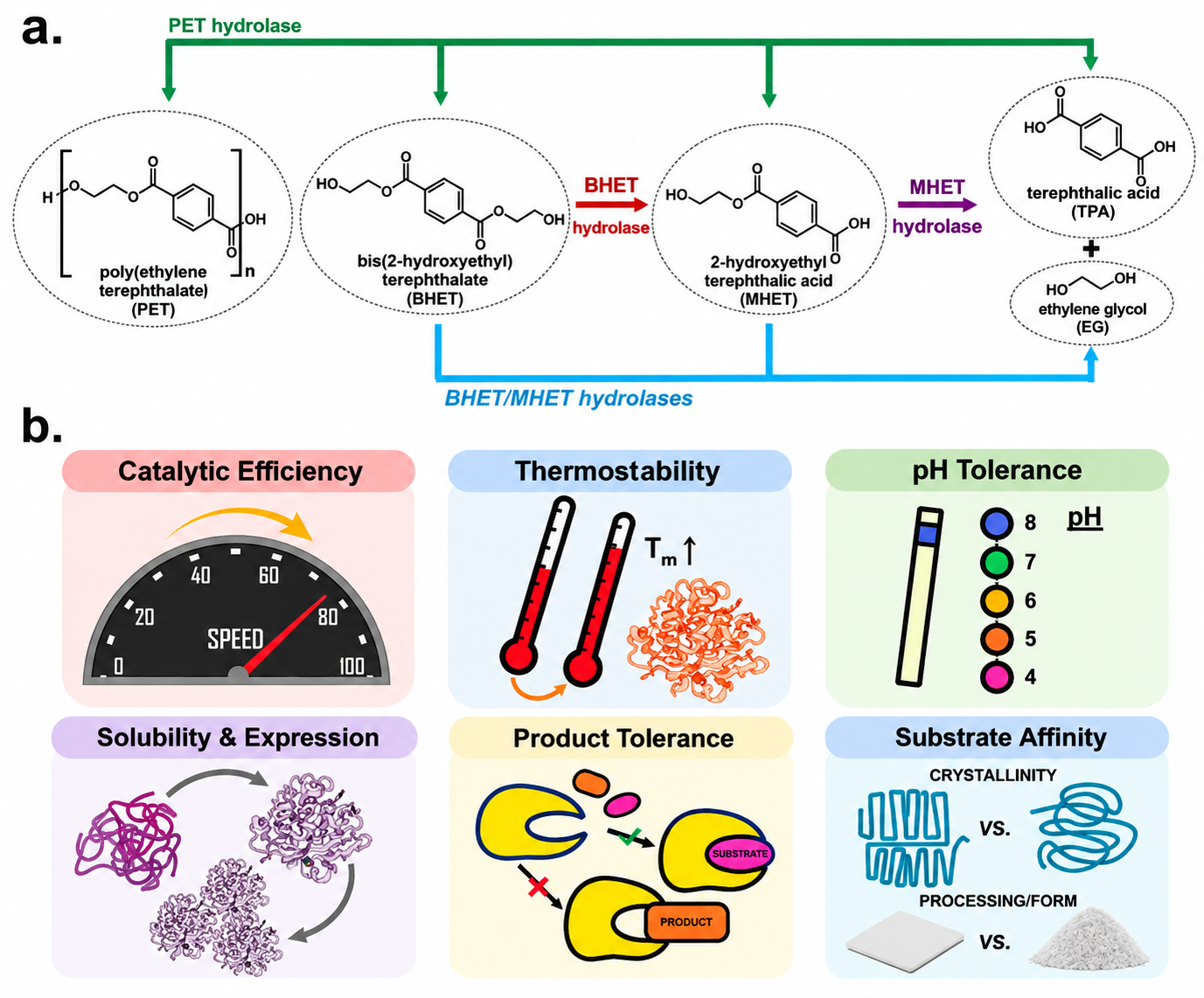 From PET waste to an enzymatically accessible ester bond. Several scales are involved in PET depolymerization. Polymer morphology, crystallinity, and chain mobility govern the accessibility of hydrolyzable ester bonds to PET hydrolases. After a PET segment arrives at the enzyme–substrate interface, substrate recognition, thermal stability, catalytic organization, and product tolerance affect its conversion to soluble intermediates and, eventually, TPA and EG.