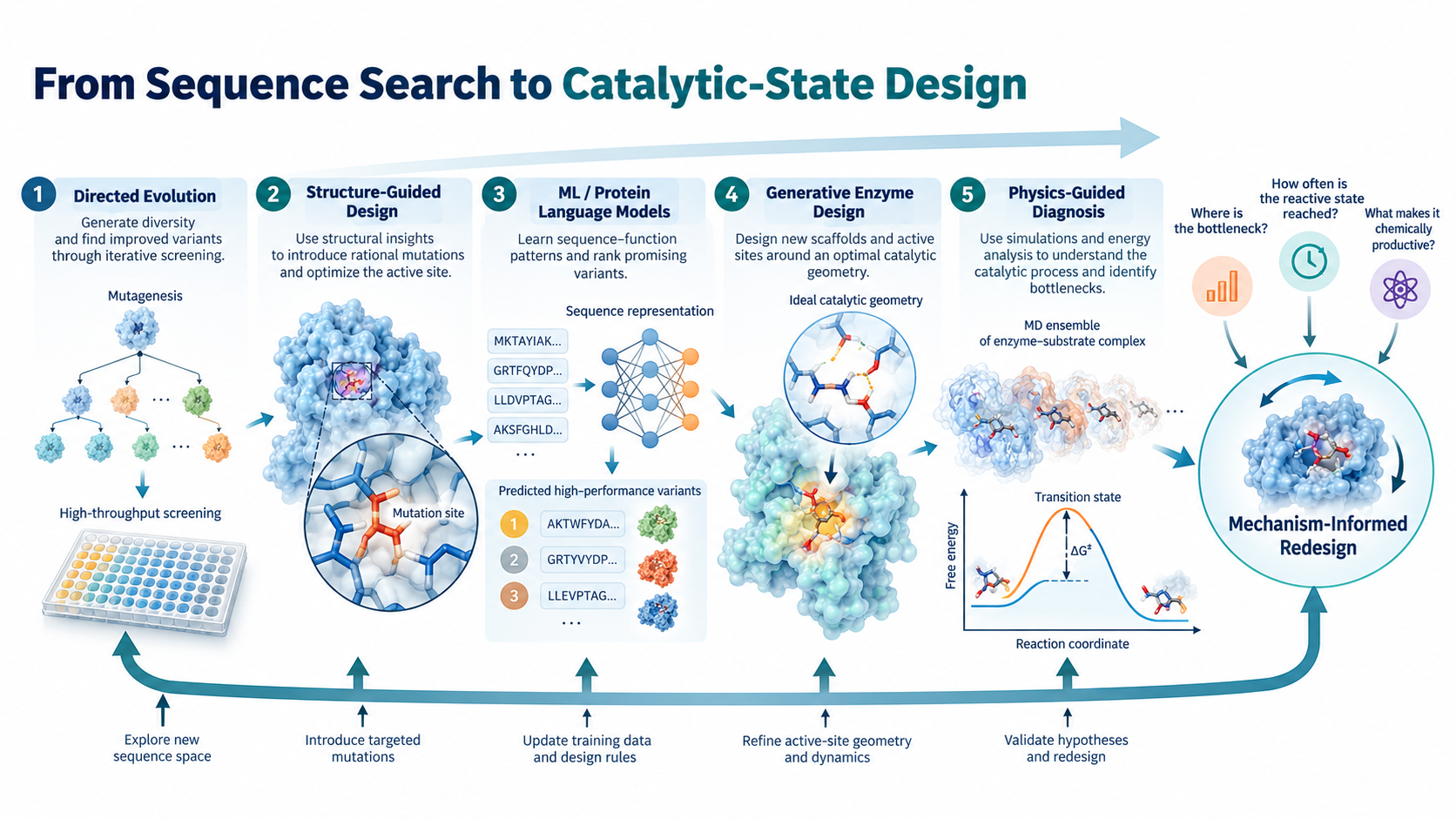 From sequence exploration to catalytic-state engineering. Directed evolution searches experimentally accessible sequence space, whereas structure-guided engineering alters existing frameworks. Machine learning and protein language models enable us to select what sequences should be tested. Generative models are capable of designing protein structures that satisfy the catalytic requirements. Physics-based simulations analyze protein dynamics, electrostatic interactions, substrate orientation, and transition-state organization. All these approaches address a specific aspect of enzyme design. In our pipeline, artificial intelligence generates mutations, whereas mechanistic modeling allows us to identify what limitation was overcome.