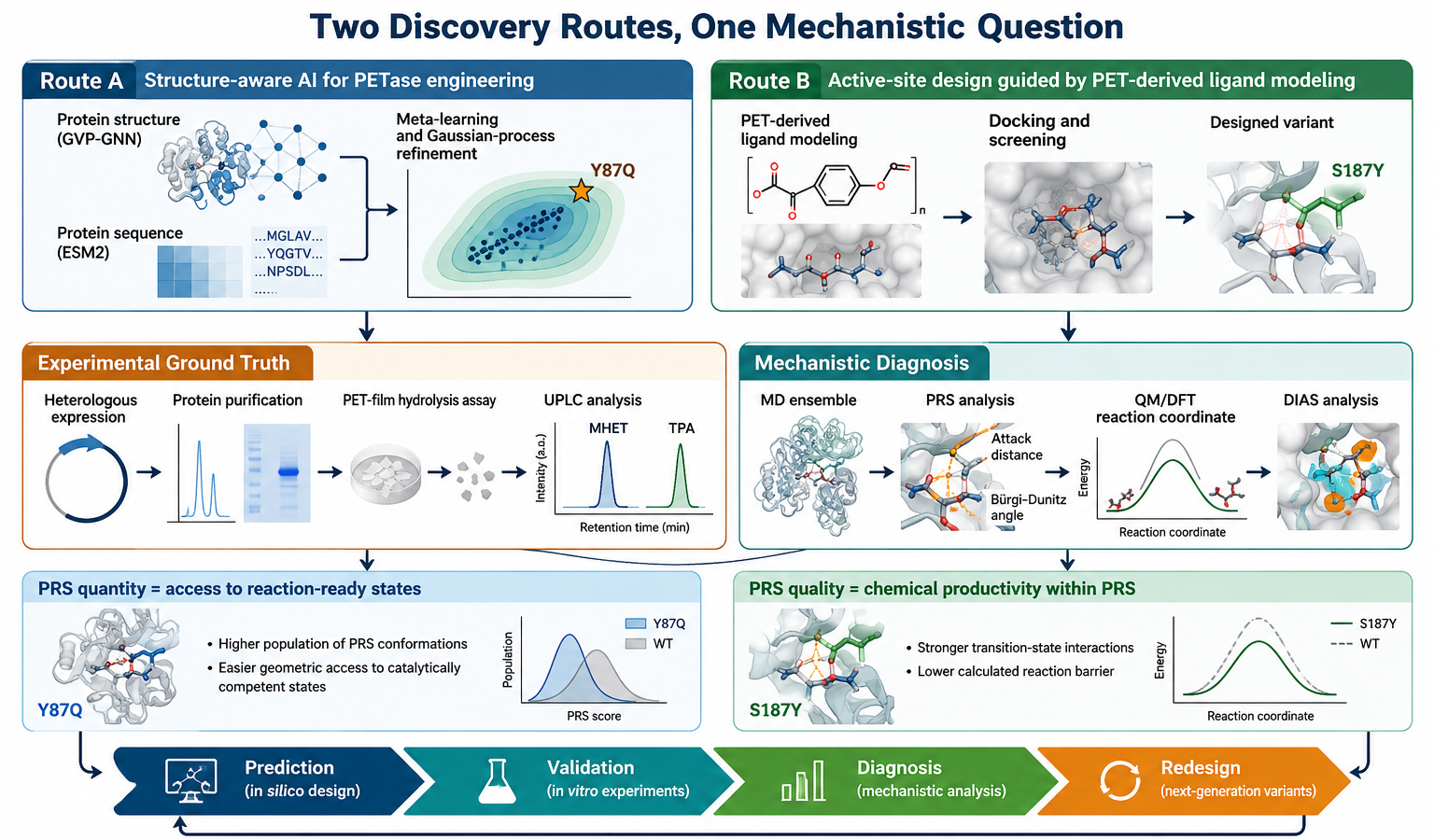 Two discovery routes, one mechanistic question. Structure-aware graph learning and experiment-informed sequence modeling identified Y87Q. Active-site design and docking identified S187Y through a separate route. Expression, purification, PET-film assays, and UPLC measurements of MHET and TPA established experimental performance. We then examined the validated variants with molecular dynamics (MD), pre-reaction-state (PRS) analysis, quantum chemistry, and distortion/interaction activation-strain (DIAS) analysis. These methods helped identify the catalytic limitation addressed by each mutation.