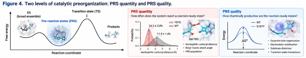 Two complementary levels of catalytic preorganization: PRS quantity and PRS quality. Molecular dynamics generates an ensemble of enzyme-substrate configurations, only a fraction of which satisfy the geometric requirements for nucleophilic attack. PRS quantity describes the probability of entering this reaction-ready subensemble, whereas PRS quality describes the chemical productivity of configurations already within it. Y87Q primarily increases access to reaction-ready configurations, whereas S187Y is consistent with improved interactions during progression toward the transition-state region.