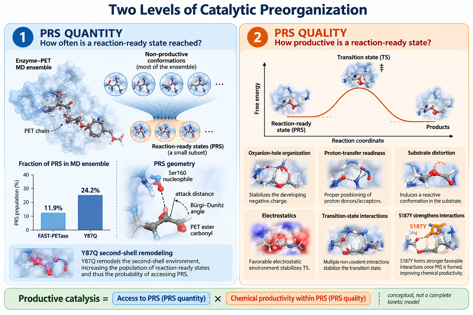 Two separable levels of catalytic preorganization: PRS quantity and PRS quality. Molecular dynamics provides a sampling of enzyme-substrate complexes that not all meet the geometrical criteria for nucleophilic attack. PRS quantity measures the probability of obtaining the configuration in the reaction-ready subset of complexes, while PRS quality is a measure of the reactivity within the subset. Y87Q enhances the accessibility to reaction-ready complexes, while S187Y gives results that suggest better interactions towards the transition state region.