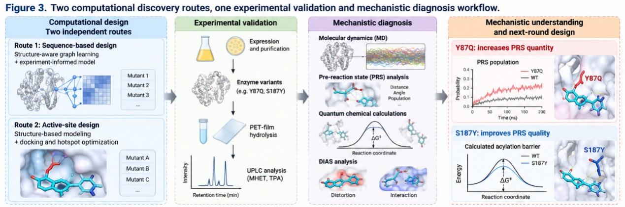 Two paths of discovery lead to experimental verification and mechanistic diagnosis. Potential PET hydrolase variants have been discovered through two distinct computational methods. Path A included structure-based graph learning and experiment-based sequence modeling approaches resulting in the identification of Y87Q, while Path B included active site design and molecular docking approach favoring S187Y. The discovered variants have then been expressed, purified, and their activity tested via PET-film hydrolysis with subsequent UPLC quantification of MHET and TPA levels. Variants exhibiting increased activity were analyzed further via molecular dynamics simulations, pre-reaction state analysis, quantum-chemical calculations and DIAS analysis. This pipeline does not consider computational prediction the final step in this process. On the contrary, the experiments serve as the functional standard, while the mechanistic analysis helps to discover what bottlenecks are being altered via mutations.