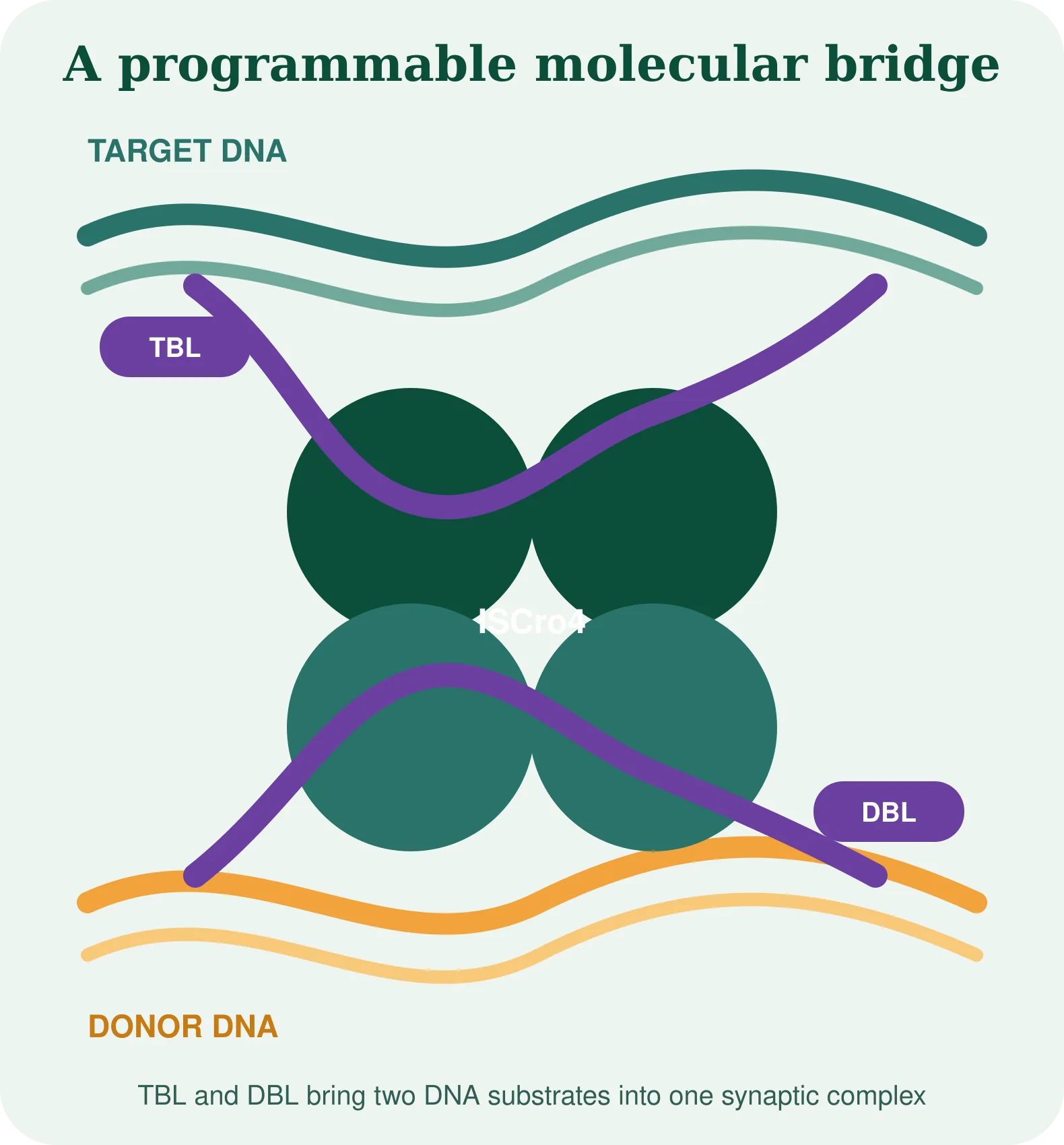 A programmable molecular bridge: TBL and DBL bring target and donor DNA into one ISCro4 synaptic complex