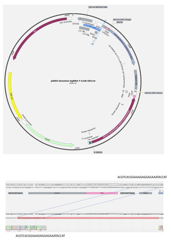 Fig. 3. Revised plasmid design and sequencing validation. We redesigned the plasmid to place ISCro4, the antibiotic-resistance gene, the guide RNA, and its target site on a single plasmid. After plasmid construction, we performed sequencing to assess whether ISCro4 was functional.