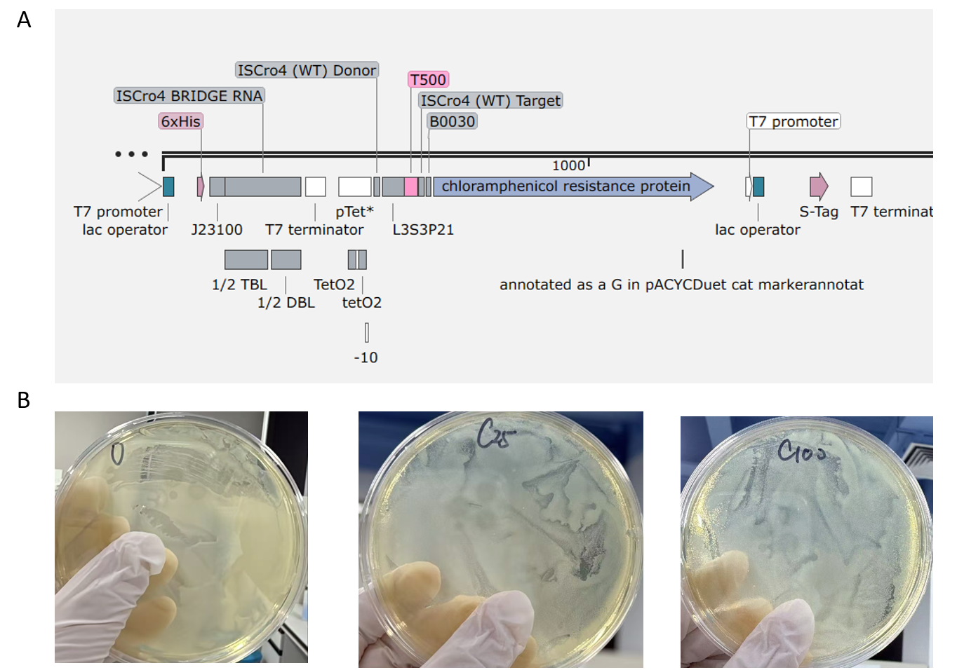 Fig. 4. Antibiotic-resistance assessment before and after ISCro4 activity. (A) Plasmid design. The ISCro4 expression cassette was removed from the plasmid shown in Fig. 6 to assess antibiotic resistance in the absence of ISCro4 activity. (B) Bacterial growth was assessed on LB agar plates containing 0, 25, or 100 µg/mL chloramphenicol.