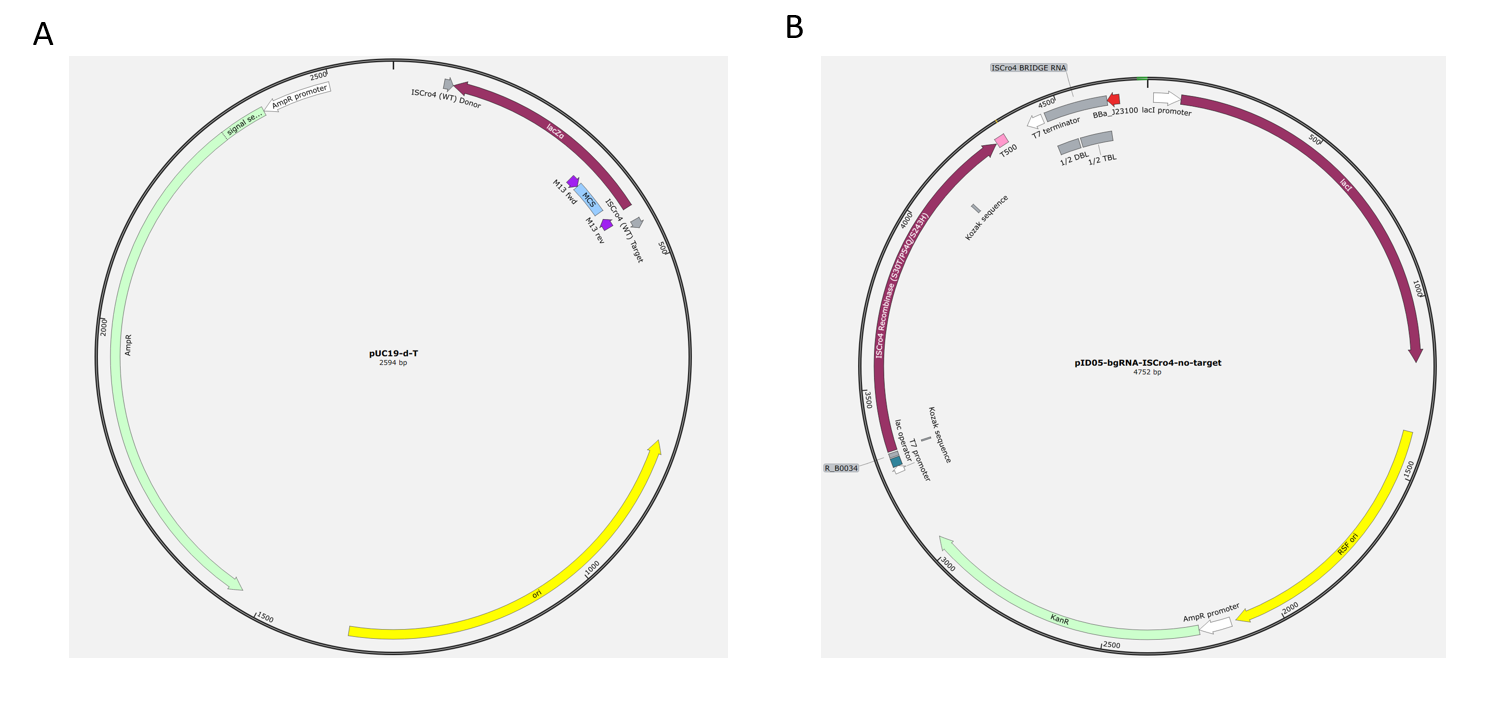 Fig. 5. Revised assay design. (A) pUC19-d-T contains the DNA fragment targeted for deletion, which is located between the (WT) Donor and (WT) Target sequences. (B) pID05 expresses the ISCro4 recombinase. In subsequent experiments, pID05 will serve as the starting construct for protein mutagenesis to identify ISCro4 variants with improved recombination activity.